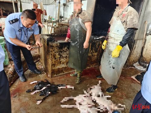 西昌食品企业非法使用工业松香为家禽脱毛，涉案金额高达500万元