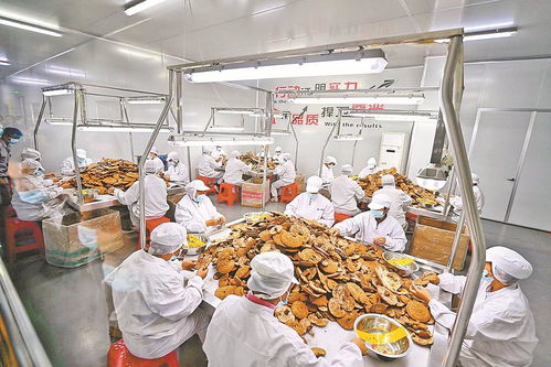 逆势上扬 家禽深加工如何开辟蓝海市场