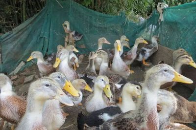 养殖致富鸭，家禽深加工点亮脱贫路