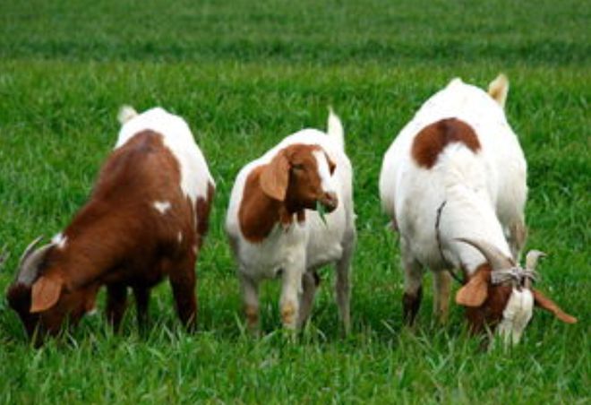 抓好重要农产品稳产保供 养殖业上市公司家禽深加工的行动策略