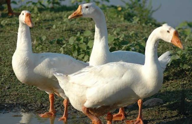 农村溆浦鹅养殖与深加工窍门