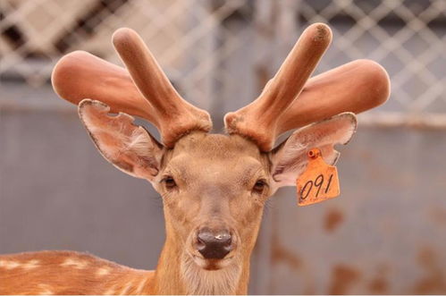 擦亮吉字号名片 以家禽深加工为笔，谱写家乡土特产新篇章