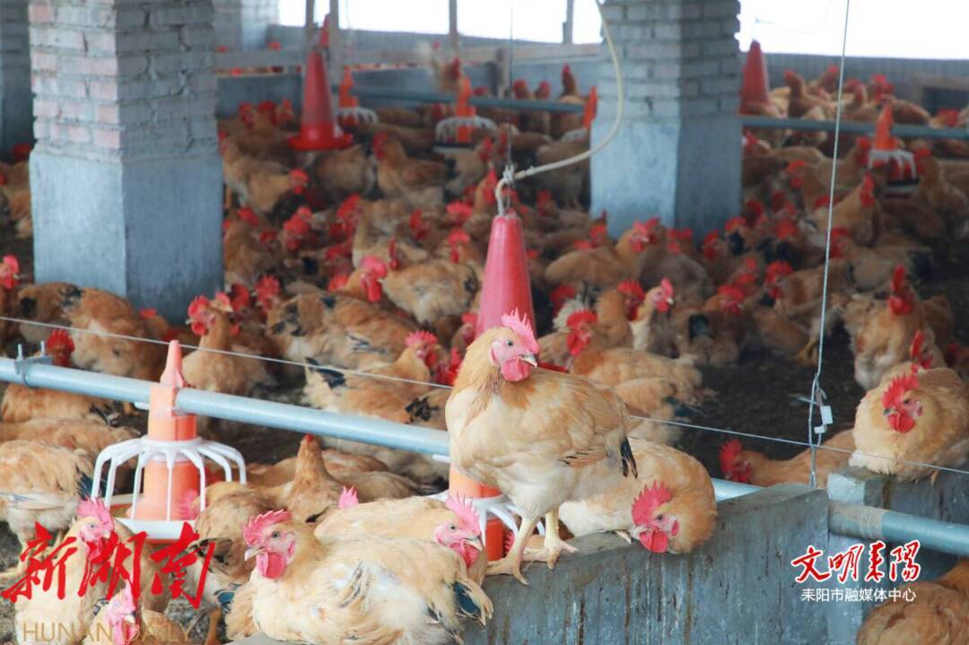 耒水欢歌 耒阳天佑生态农庄以产业共融谱写田园华章