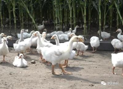 肇源县 玉米地里养大鹅 生态农业链延伸效益丰