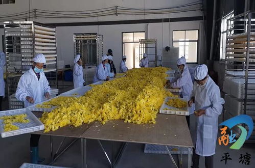 平塘县四措并举 打通家禽深加工链条，推动农产品精深加工提档升级